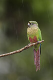 Image. Maroon-bellied Parakeet