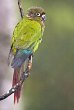 Image. Maroon-bellied Parakeet