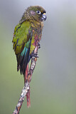 Image. Maroon-bellied Parakeet