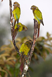 Image. Maroon-bellied Parakeet