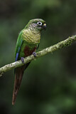 Image. Maroon-bellied Parakeet