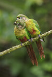 Image. Maroon-bellied Parakeet