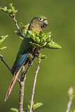 Image. Maroon-bellied Parakeet