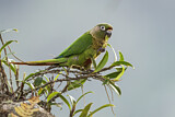 Image. Maroon-bellied Parakeet