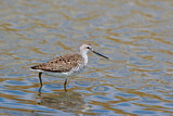 Image. Marsh Sandpiper