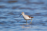 Image. Marsh Sandpiper