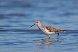 Image. Marsh Sandpiper