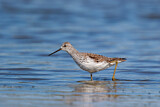 Image. Marsh Sandpiper