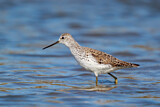 Image. Marsh Sandpiper