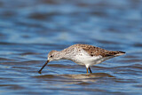Image. Marsh Sandpiper
