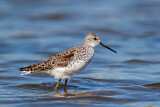 Image. Marsh Sandpiper