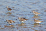 Image. Marsh Sandpiper