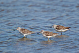 Image. Marsh Sandpiper