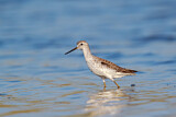 Image. Marsh Sandpiper