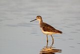 Image. Marsh Sandpiper