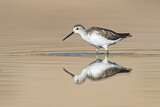 Image. Marsh Sandpiper