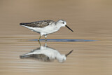 Image. Marsh Sandpiper