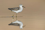 Image. Marsh Sandpiper