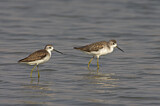 Image. Marsh Sandpiper