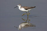 Image. Marsh Sandpiper