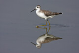 Image. Marsh Sandpiper