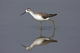 Image. Marsh Sandpiper