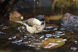 Image. Marsh Tit