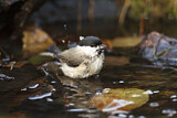 Image. Marsh Tit