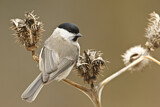 Image. Marsh Tit
