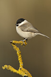 Image. Marsh Tit