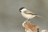 Image. Marsh Tit