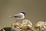 Image. Marsh Tit