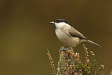 Image. Marsh Tit