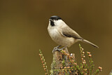 Image. Marsh Tit