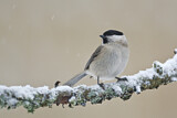 Image. Marsh Tit