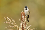 Image. Marsh Tit