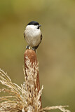 Image. Marsh Tit