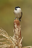 Image. Marsh Tit