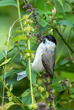 Image. Marsh Tit