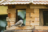 Image. Marsh Tit