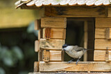 Image. Marsh Tit
