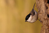 Image. Marsh Tit