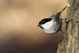 Image. Marsh Tit