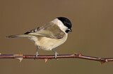 Image. Marsh Tit