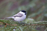 Image. Marsh Tit