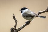 Image. Marsh Tit