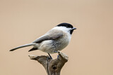 Image. Marsh Tit