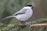 Image. Marsh Tit