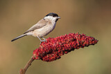 Image. Marsh Tit