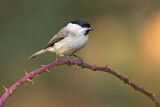 Image. Marsh Tit